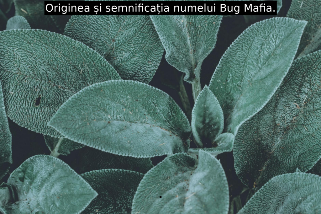 Originea și semnificația numelui Bug Mafia.